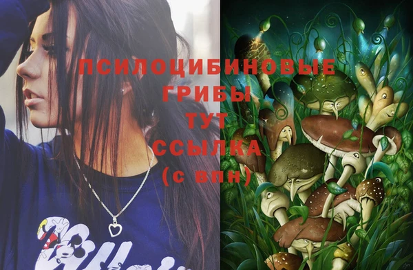 индика Новодвинск