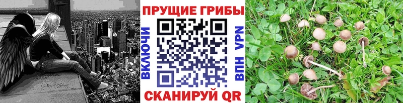 hydra tor Химки Псилоцибиновые грибы MAGIC MUSHROOMS